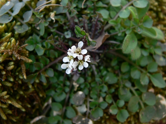 {Cardamine hirsuta}
